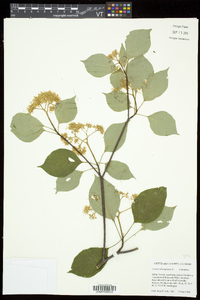 Swida alternifolia image