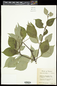 Swida alternifolia image