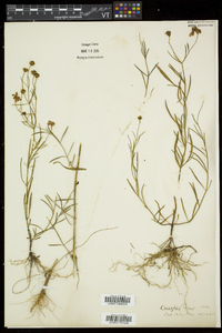 Coreopsis rosea image