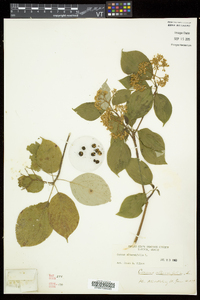 Swida alternifolia image