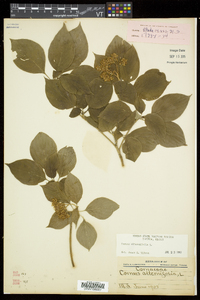 Swida alternifolia image