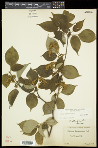 Swida alternifolia image