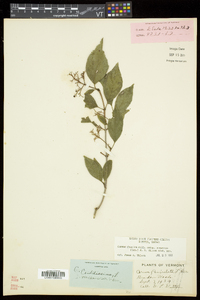 Cornus racemosa image