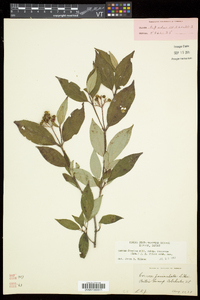 Cornus racemosa image