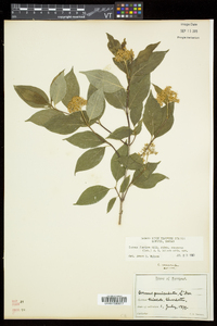 Cornus racemosa image