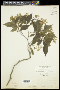 Cornus racemosa image