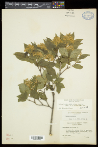 Cornus racemosa image