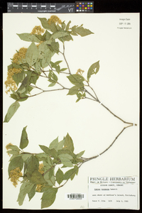 Cornus racemosa image