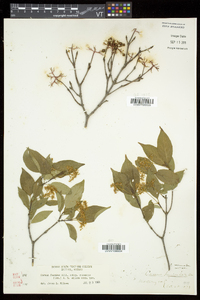 Cornus racemosa image