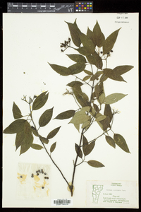 Cornus racemosa image