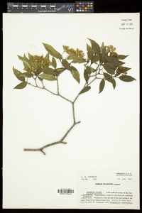 Cornus racemosa image