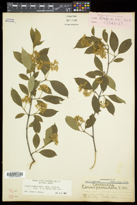 Cornus racemosa image