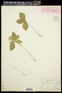 Cornus canadensis image