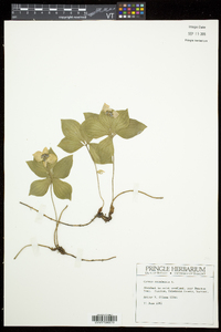 Cornus canadensis image