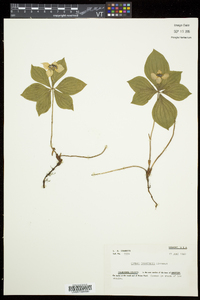 Cornus canadensis image