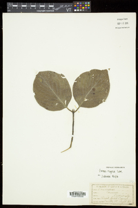 Cornus rugosa image