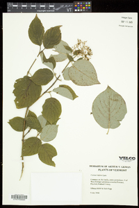 Cornus rugosa image