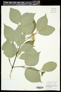 Cornus rugosa image