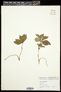 Cornus canadensis image