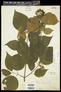 Cornus rugosa image