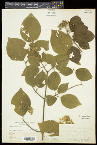 Cornus rugosa image