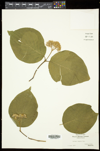 Cornus rugosa image