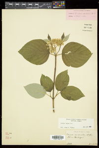 Cornus rugosa image