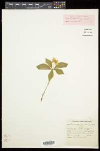 Cornus canadensis image