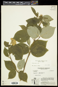 Cornus rugosa image