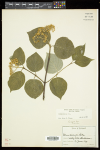 Cornus rugosa image