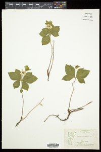 Cornus canadensis image