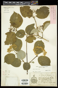 Cornus rugosa image