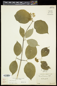 Cornus rugosa image