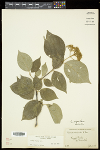 Cornus rugosa image