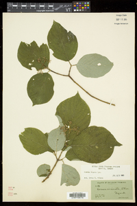 Cornus rugosa image