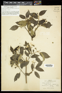 Cornus sericea subsp. sericea image