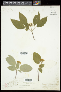 Cornus sericea subsp. sericea image