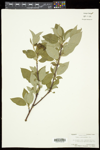 Cornus sericea subsp. sericea image