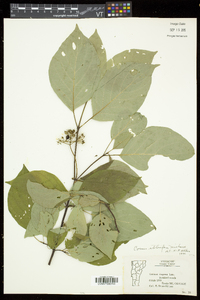 Cornus sericea subsp. sericea image