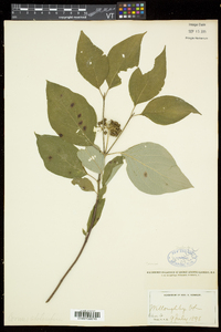 Cornus sericea subsp. sericea image