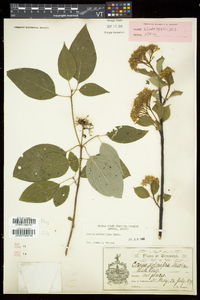 Cornus sericea subsp. sericea image