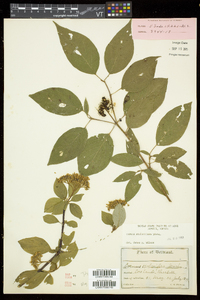 Cornus sericea subsp. sericea image