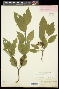 Cornus sericea subsp. sericea image