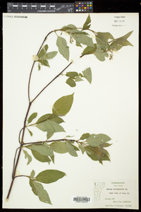 Cornus sericea subsp. sericea image