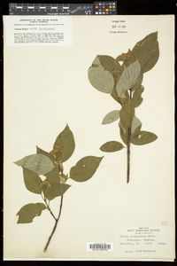 Cornus sericea subsp. sericea image