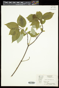 Cornus sericea subsp. sericea image