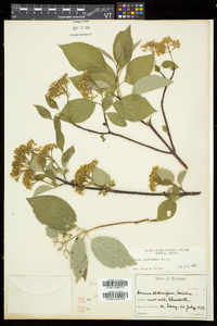 Cornus sericea subsp. sericea image