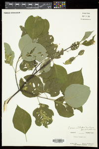 Cornus sericea subsp. sericea image