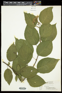 Cornus sericea subsp. sericea image