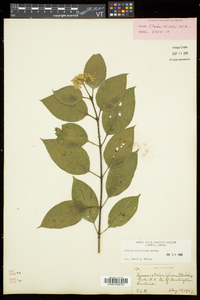 Cornus sericea subsp. sericea image